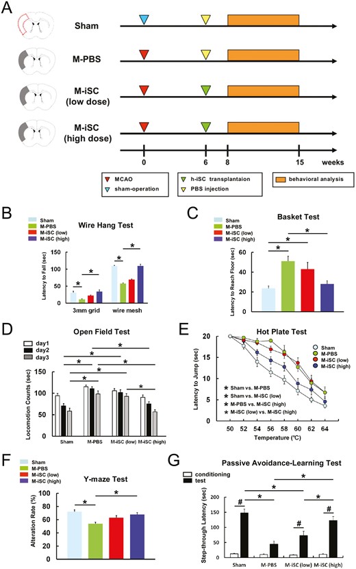MCAO后顱內(nèi)移植h-iSC可改善神經(jīng)功能。