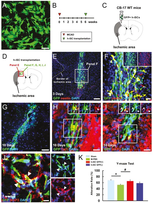 移植的h-iSC分化為成熟神經(jīng)元，可能有助于MCAO后神經(jīng)功能的恢復(fù)