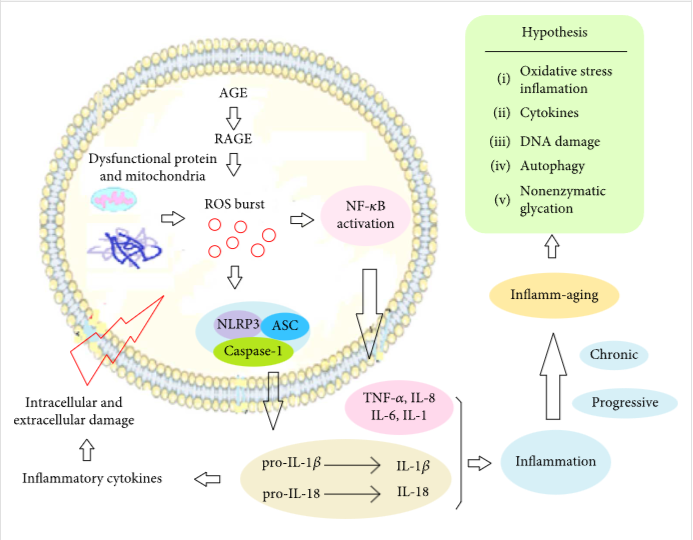圖1:炎癥老化的機(jī)制 圖1:炎癥老化的機(jī)制