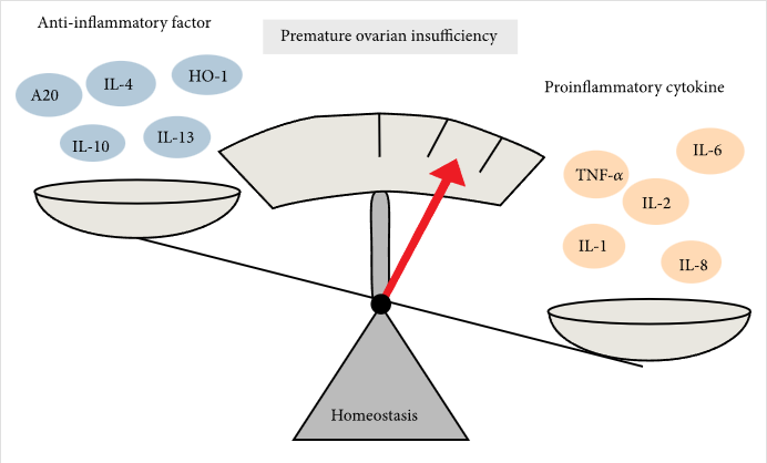 圖2:促炎細(xì)胞因子和抗炎細(xì)胞因子對(duì)卵巢早衰的調(diào)節(jié) 圖2:促炎細(xì)胞因子和抗炎細(xì)胞因子對(duì)卵巢早衰的調(diào)節(jié)