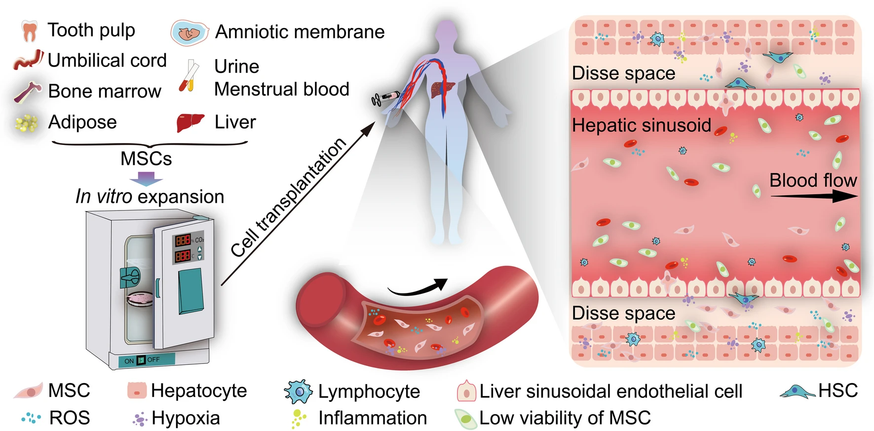 圖1：間充質(zhì)干細(xì)胞移植治療肝病的體外和體內(nèi)條件存在巨大差異