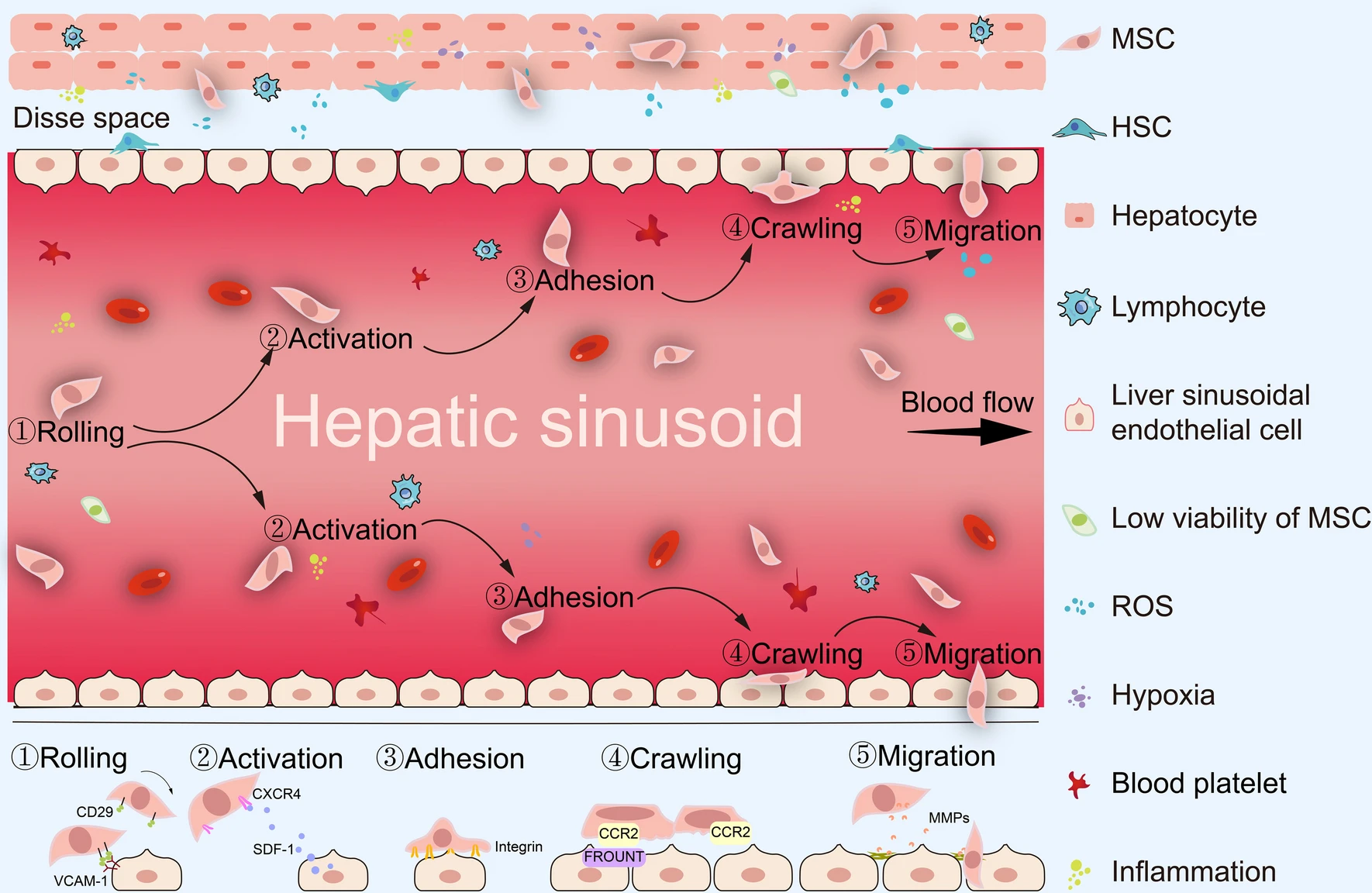 圖2：間充質(zhì)干細(xì)胞治療期間的全身歸巢過程。MSCs的全身給藥必須經(jīng)歷滾動、激活、粘附、爬行和遷移等多步驟過程。