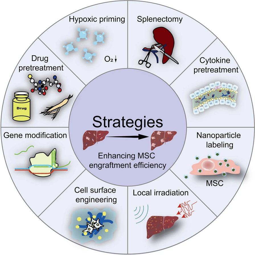 圖3：增強間充質(zhì)干細(xì)胞存活和歸巢能力的策略