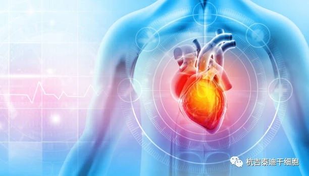 干細(xì)胞療法的出現(xiàn)成為心力衰竭患者的新希望！