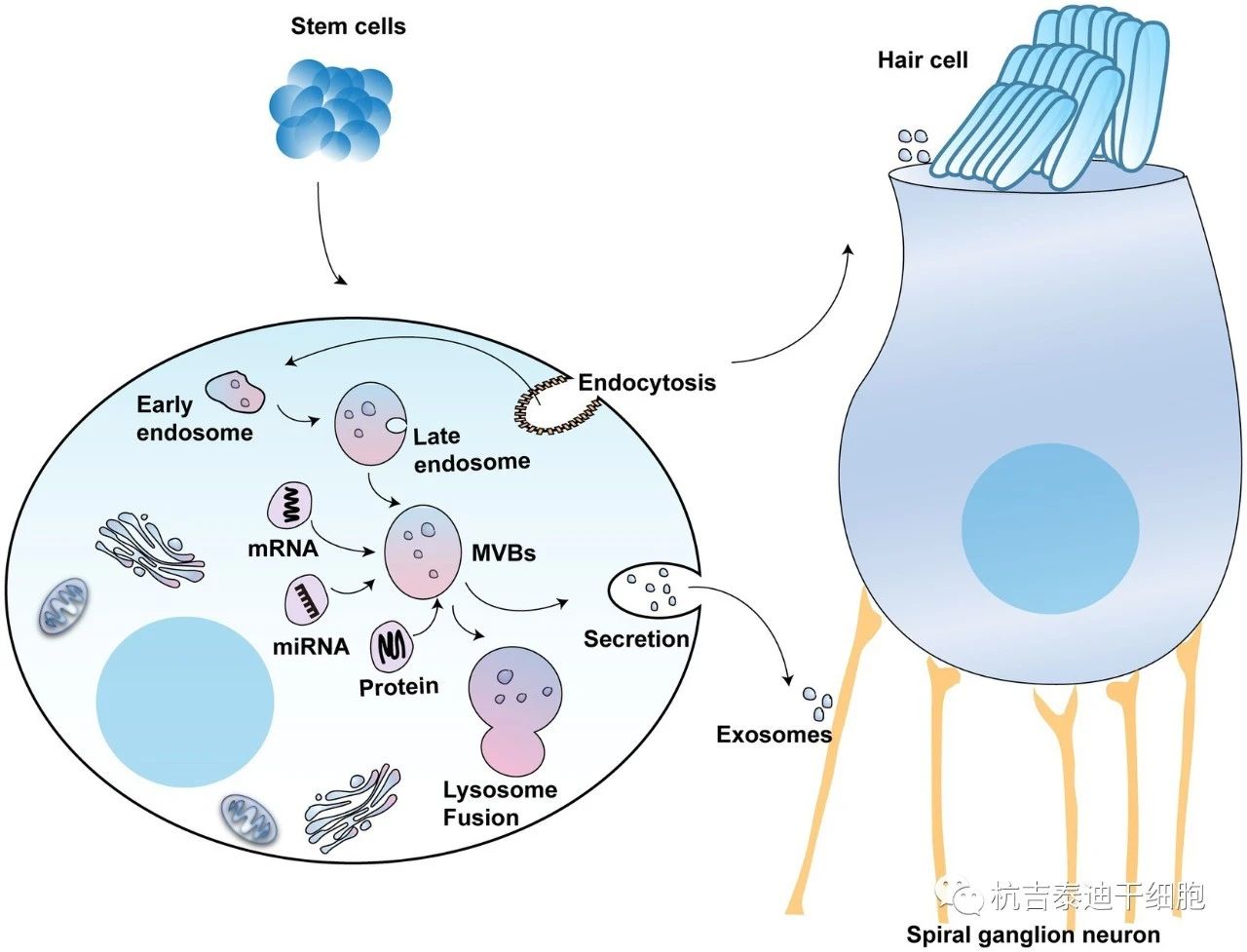 圖2：外泌體在聽(tīng)力保護(hù)中的潛在用途