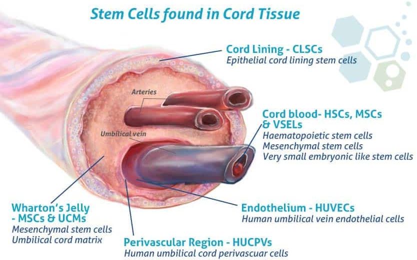 沃頓果凍間充質(zhì)干細(xì)胞 (WJ-MSCs) 沃頓果凍間充質(zhì)干細(xì)胞 (WJ-MSCs)