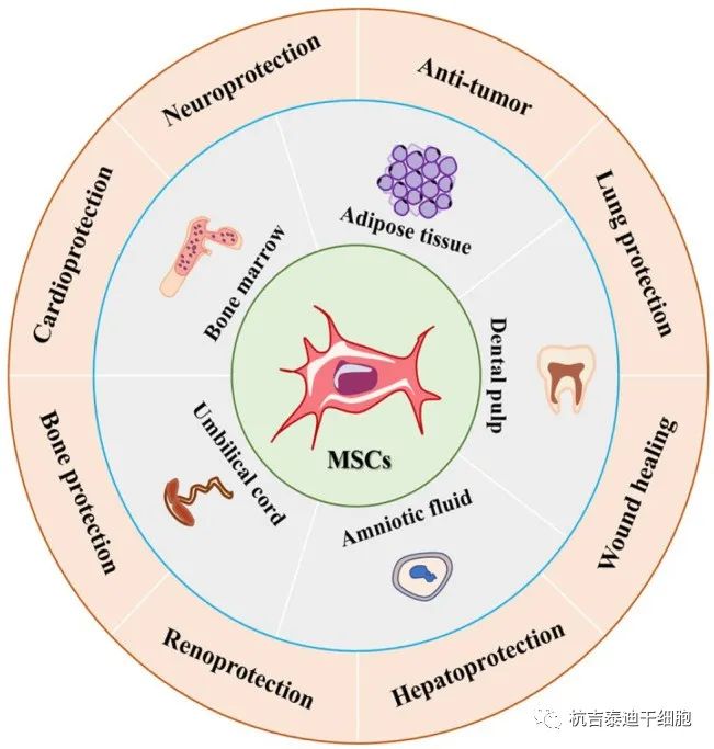 圖1:間充質(zhì)干細(xì)胞的來(lái)源和應(yīng)用 圖1:間充質(zhì)干細(xì)胞的來(lái)源和應(yīng)用