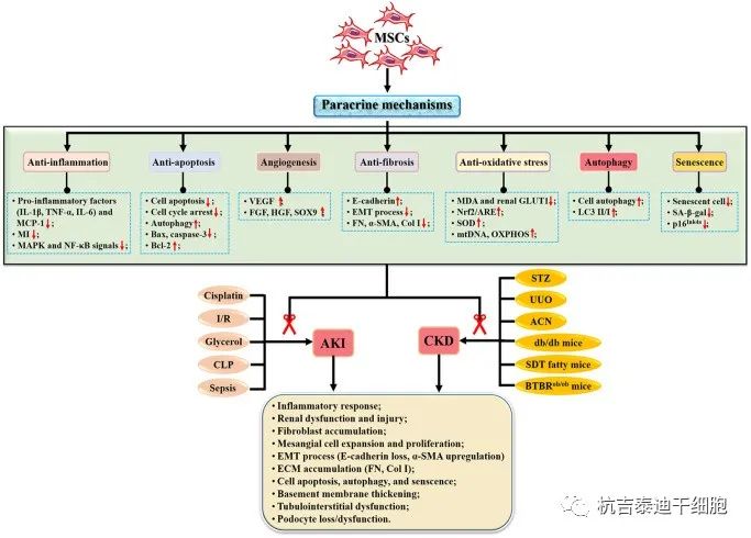 圖2:間充質(zhì)干細(xì)胞治療腎臟疾病的機(jī)制 圖2:間充質(zhì)干細(xì)胞治療腎臟疾病的機(jī)制