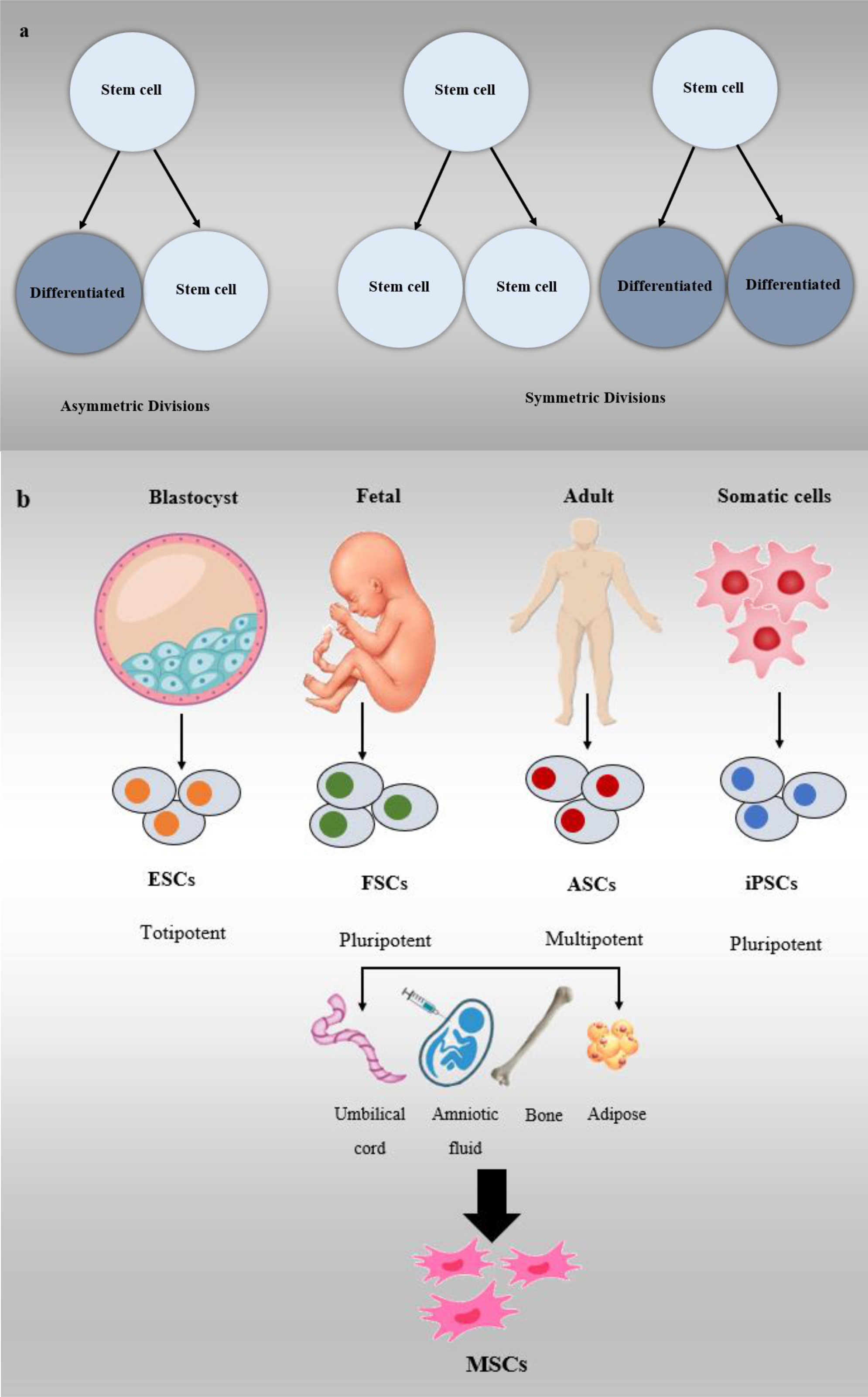 圖3：干細(xì)胞分類(lèi)