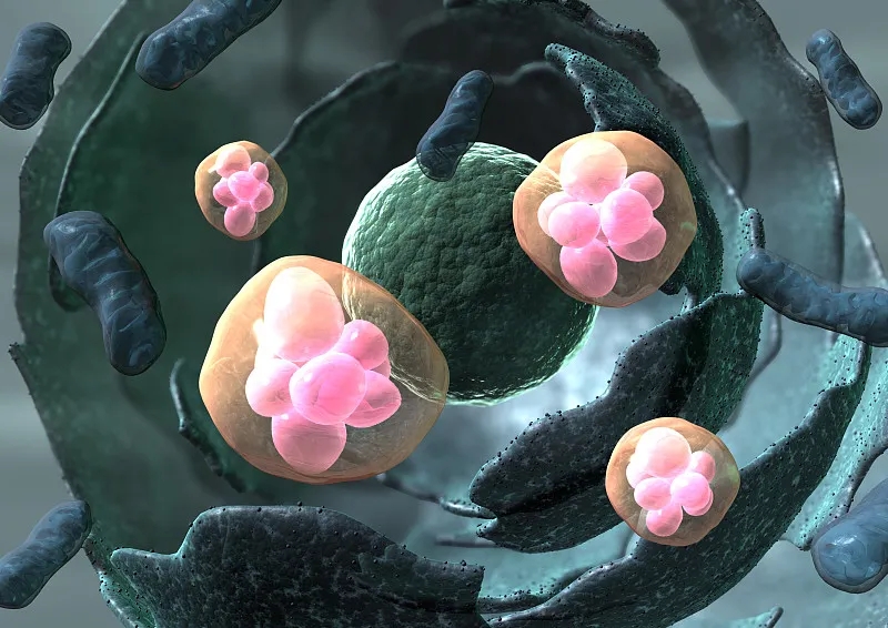 用于治療疾病的干細胞有哪些不同類型?