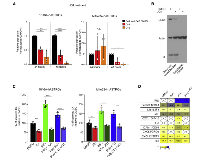 △人星形膠質(zhì)細胞分泌C4