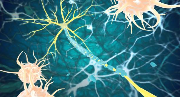 神經(jīng)干細(xì)胞：鑒定、功能、培養(yǎng)和分離