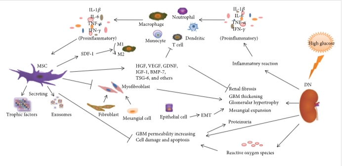 圖1：間充質(zhì)干細(xì)胞通過(guò)調(diào)節(jié)炎癥反應(yīng)、纖維化反應(yīng)和免疫細(xì)胞來(lái)減輕DN的病理變化和臨床表現(xiàn)