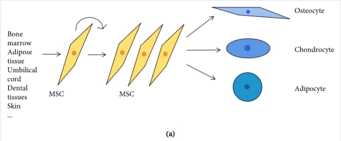 圖1:間充質(zhì)干細胞促進組織修復(fù)和免疫抑制機制的示意圖 圖1:間充質(zhì)干細胞促進組織修復(fù)和免疫抑制機制的示意圖