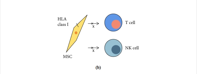 圖1:間充質(zhì)干細胞促進組織修復(fù)和免疫抑制機制的示意圖 圖1:間充質(zhì)干細胞促進組織修復(fù)和免疫抑制機制的示意圖