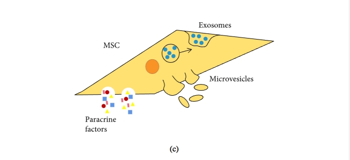 圖1:間充質(zhì)干細胞促進組織修復(fù)和免疫抑制機制的示意圖 圖1:間充質(zhì)干細胞促進組織修復(fù)和免疫抑制機制的示意圖