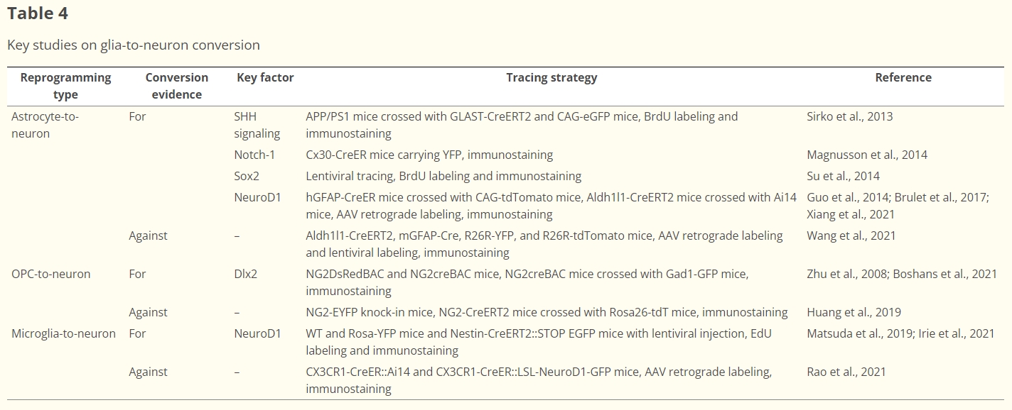 表4：膠質(zhì)細(xì)胞到神經(jīng)元轉(zhuǎn)化的重點(diǎn)研究