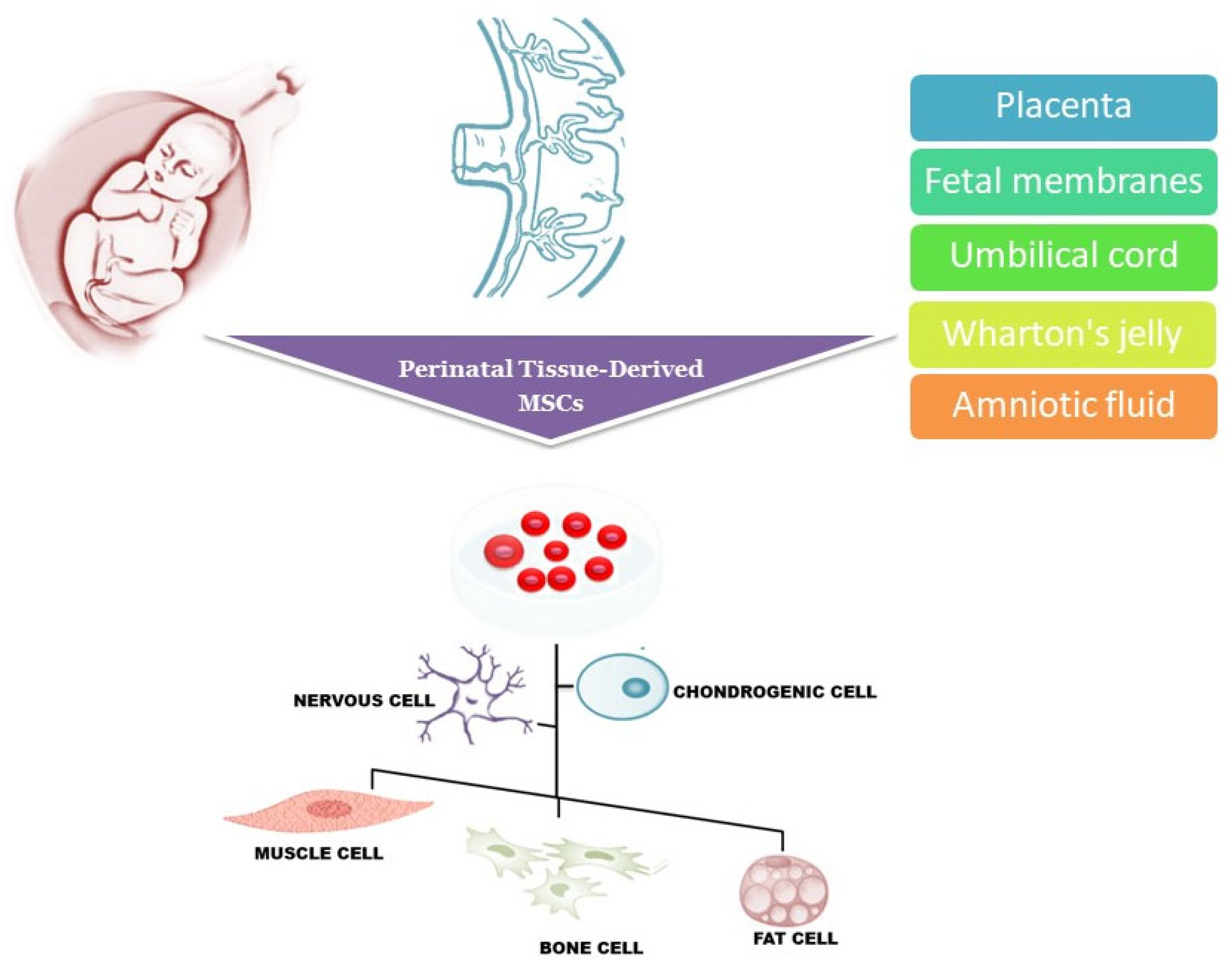 圖1：圍產(chǎn)期組織來源的干細胞可以從胎盤、胎膜、臍帶、沃頓膠和羊水中分離出來，可以分化成多種細胞譜系，包括肌肉細胞、神經(jīng)細胞、軟骨細胞、骨細胞和脂肪細胞。