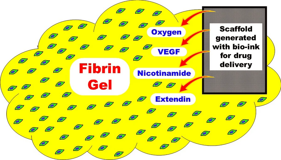 圖1：建議的MSC衍生IPC皮下移植模型。