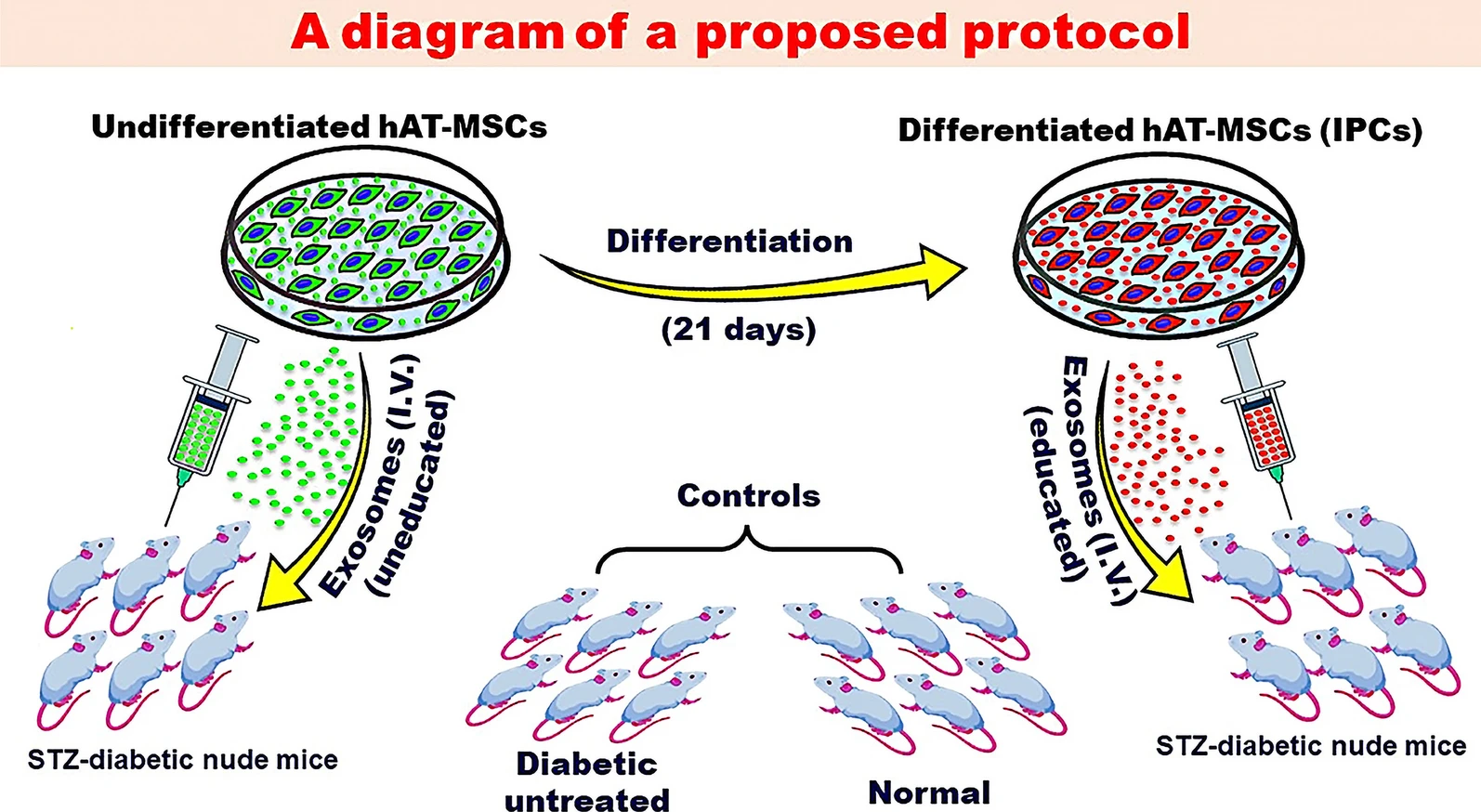 圖2：探索MSC衍生的外泌體潛在益處的建議方案。