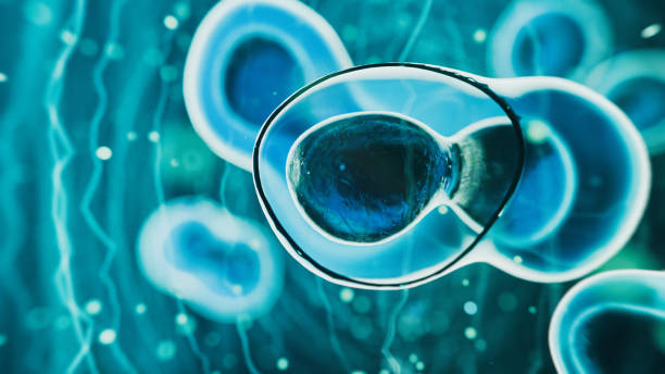 干細胞療法是永久性的嗎？