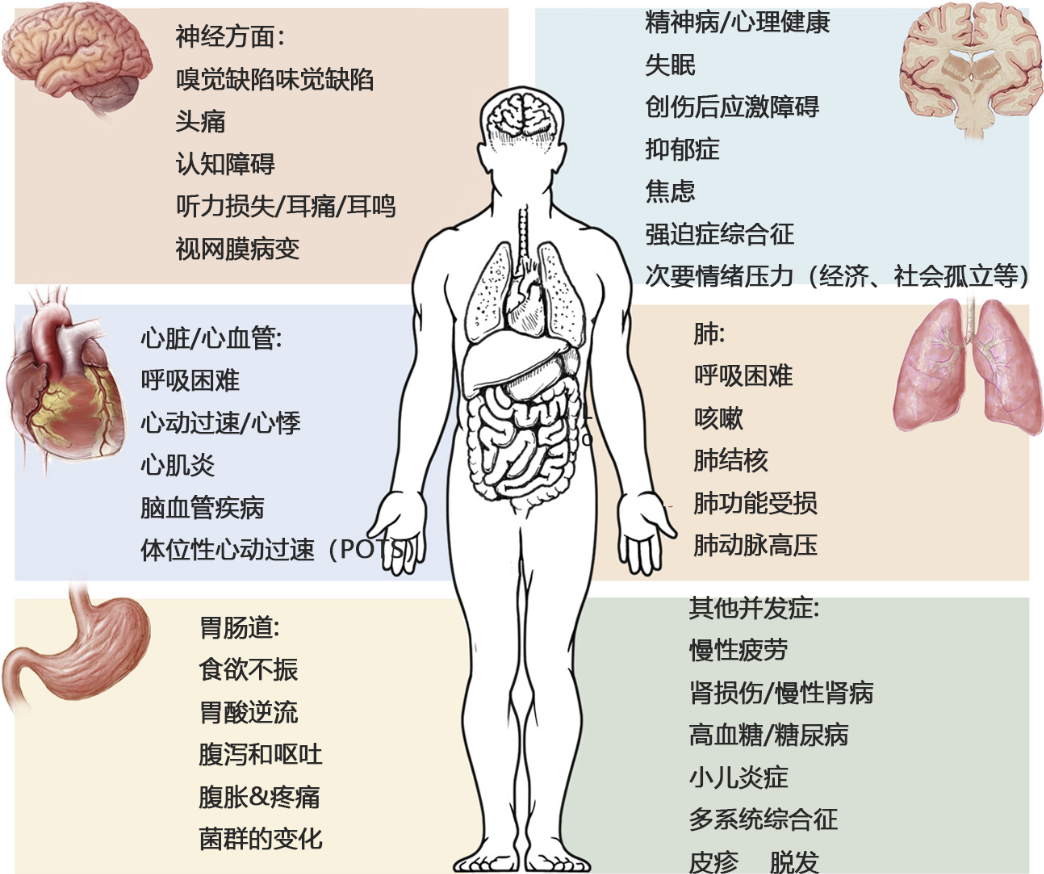 間充質(zhì)干細(xì)胞可改善多種新冠后遺癥