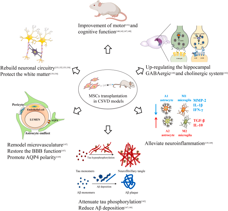 圖2:間充質(zhì)干細(xì)胞治療腦小血管病的可能機(jī)制 圖2:間充質(zhì)干細(xì)胞治療腦小血管病的可能機(jī)制