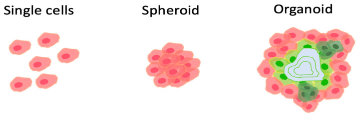 圖1：組織移植的方式。