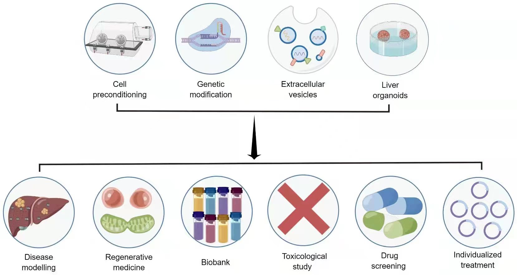 圖3：干細(xì)胞治療肝病的新策略和應(yīng)用前景。