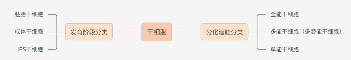 干細胞分類