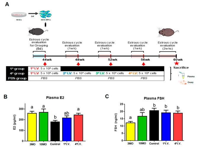 圖1：人類胚胎干細(xì)胞間充質(zhì)祖細(xì)胞（hESC-MPCs）的數(shù)量對圍絕經(jīng)期小鼠血漿激素水平的影響。