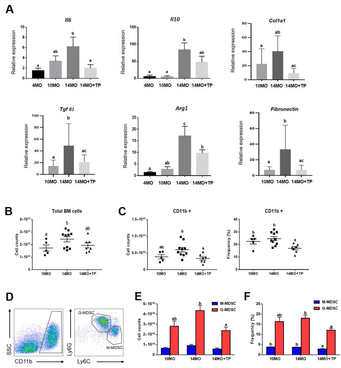 圖5：hESC-MPC對衰老卵巢中骨髓來源的MDSC數(shù)量以及炎癥和纖維化相關(guān)基因的影響。