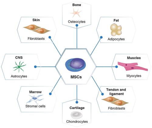 間充質(zhì)干細(xì)胞的分化潛力 間充質(zhì)干細(xì)胞的分化潛力
