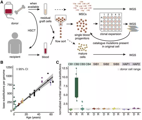 △瑪西瑪公主兒童腫瘤中心研究證實(shí)：人類造血干細(xì)胞移植相關(guān)的突變積累基本在健康基線范圍內(nèi)，干細(xì)胞移植不會(huì)增加DNA突變概率