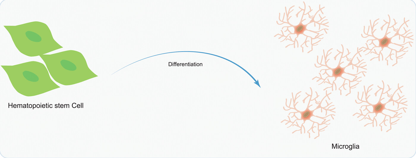 圖5：造血干細胞移植在神經(jīng)系統(tǒng)疾病治療中的應用