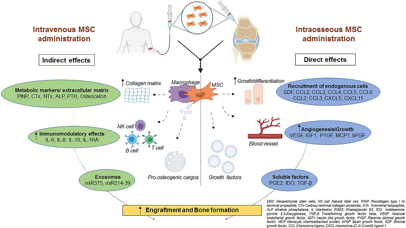 圖2：該圖顯示了根據(jù)文獻16-18和TERCELOI6試驗數(shù)據(jù)推測的間充質(zhì)干細(xì)胞體內(nèi)分子機制及其給藥后對各種細(xì)胞功能的作用。