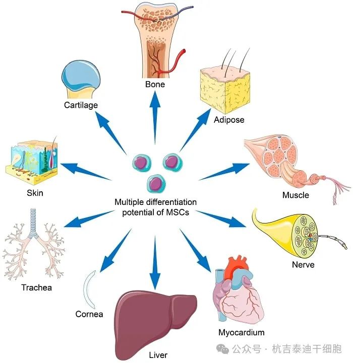 間充質(zhì)干細胞 (MSC) 的分化潛力可能會因干細胞來源、擴增條件及其培養(yǎng)微環(huán)境而異。