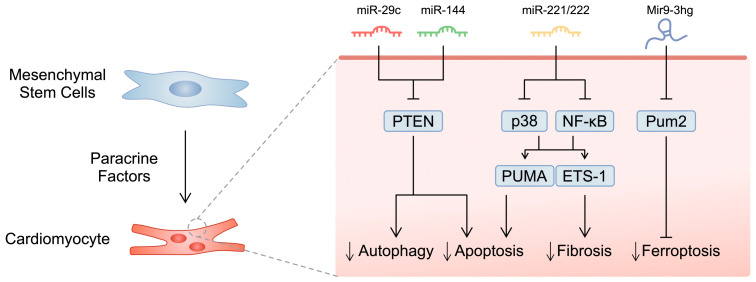 圖1：所選研究的示意圖，展示了間充質(zhì)干細(xì)胞分泌的microRNA分子對心肌細(xì)胞的影響。