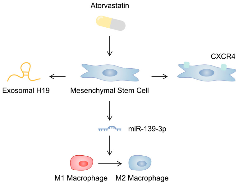 圖2：示意圖顯示阿托伐他汀對間充質(zhì)干細(xì)胞的影響，這可能會影響其心臟保護(hù)能力。