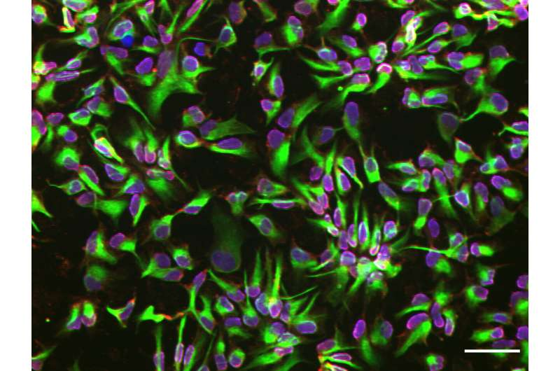 神經(jīng)干細(xì)胞