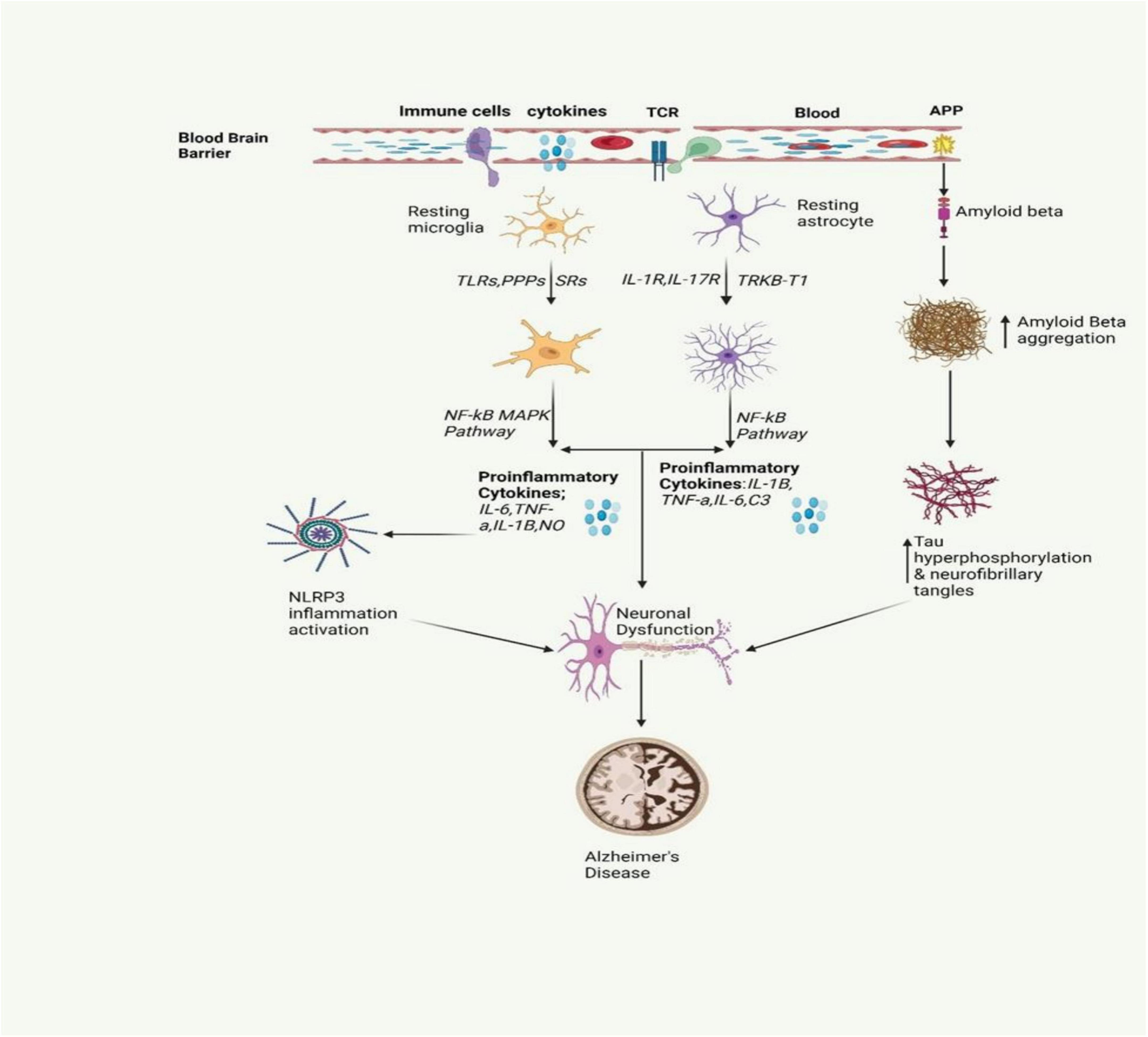 圖2：圖中描繪了AD中涉及的炎癥信號(hào)傳導(dǎo)通路。