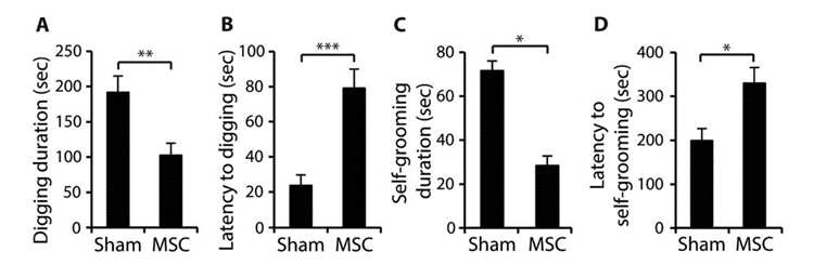 圖3：BTBR小鼠接受間充質(zhì)干細胞移植后重復(fù)行為的改善