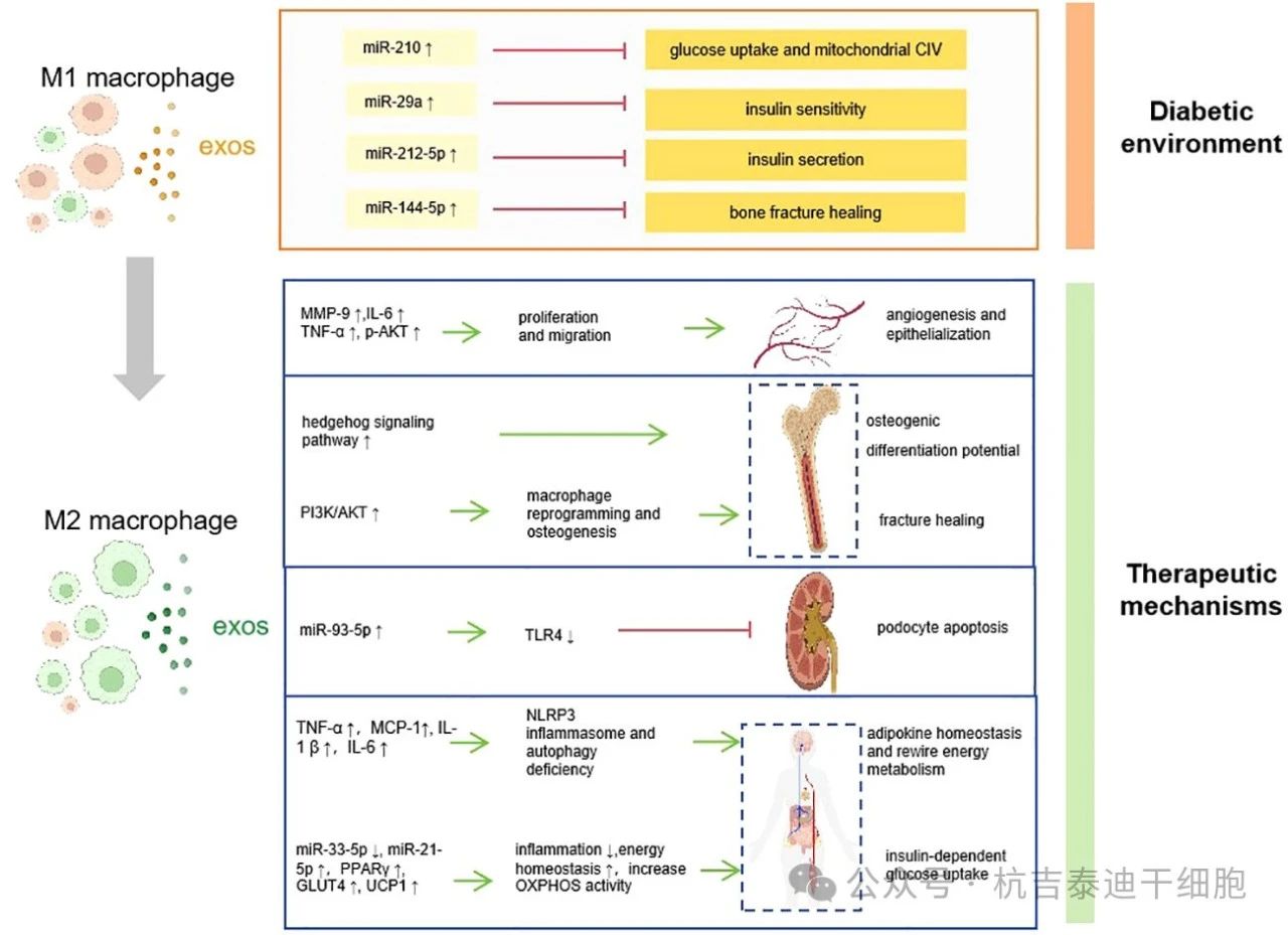 圖1：巨噬細(xì)胞衍生的外泌體如何促進(jìn)糖尿病的發(fā)病機(jī)制、并發(fā)癥和治療。