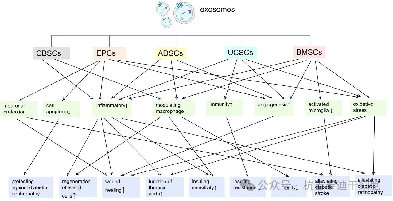 圖2：來(lái)自不同種類干細(xì)胞的外泌體及其對(duì)糖尿病炎癥/免疫調(diào)節(jié)作用的主要機(jī)制。