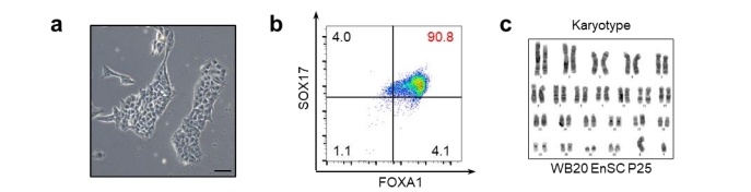 Enscs的形態(tài)、FACS的結(jié)果、WB20EnSC系的染色體分型結(jié)果