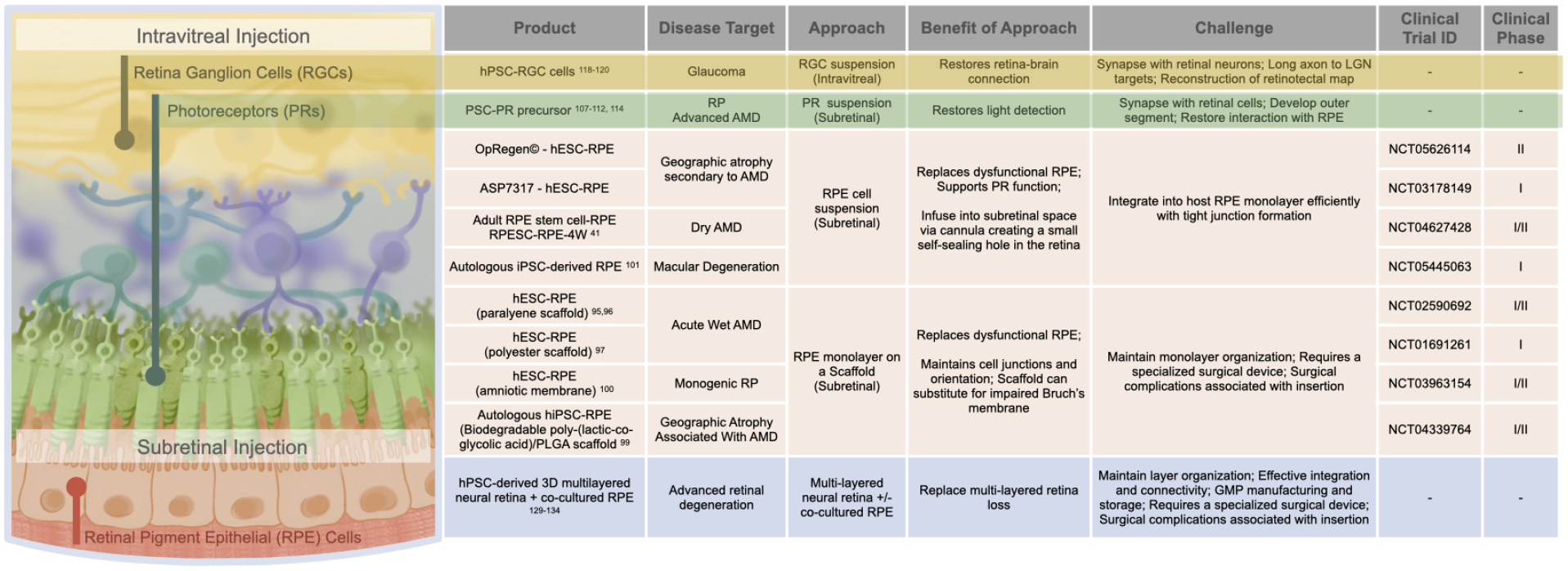 圖3：視網(wǎng)膜細胞替代。