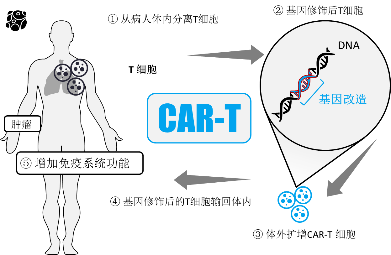 CAR-T細(xì)胞治療機制