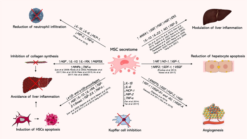 圖5:間充質(zhì)干細(xì)胞分泌組在呼吸系統(tǒng)疾病中的作用 圖5:間充質(zhì)干細(xì)胞分泌組在呼吸系統(tǒng)疾病中的作用