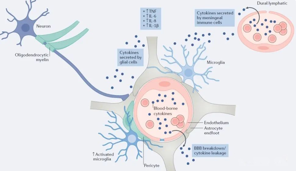 ▲從細(xì)胞學(xué)上看：抑郁癥的出現(xiàn)與小膠質(zhì)細(xì)胞數(shù)量減少有關(guān)