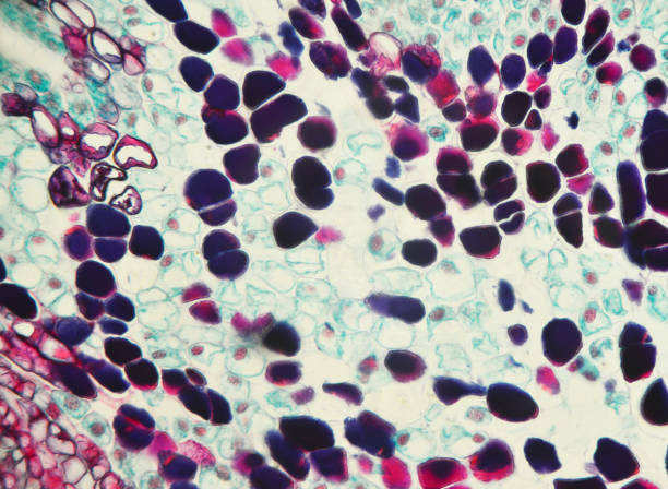 什么是間充質(zhì)干細胞-脂肪間充質(zhì)干細胞有什么特征？